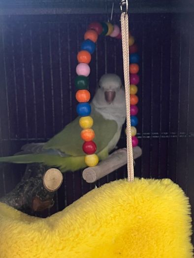 Pet adoption
