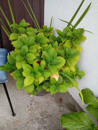 Hydrangea