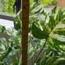 Artificial monstera Image 6