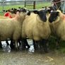 Suffolk ewe lambs Image 5