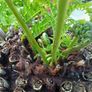 4ft+ Dicksonia Antartica tree fern thick trunk Image 2