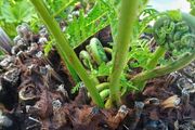 4ft dicksonia Antarctica tree fern