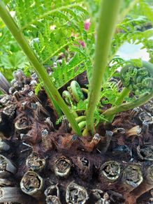4ft dicksonia Antarctica tree fern
