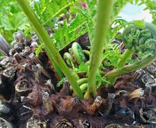 4ft dicksonia Antarctica tree fern