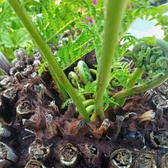 4ft dicksonia Antarctica tree fern