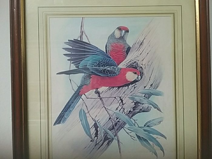 Framed Print of Two Birds