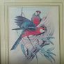 Framed Print of Two Birds Image 2