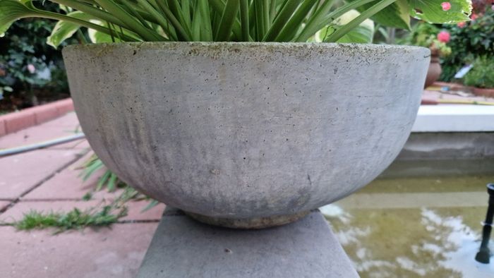 Potted plant