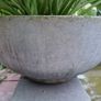 Potted plant Image 2
