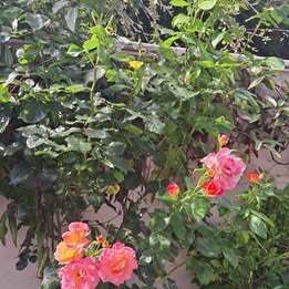 Pink/Yellow Rose