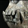 Museum quality replica of a silverback gorilla skull on custom stand Image 3
