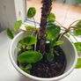pilea Image 4
