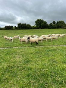Hoggets