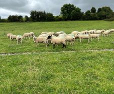 Hoggets