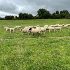 Hoggets
