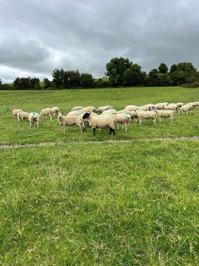 Hoggets