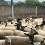 Hoggets Image 3