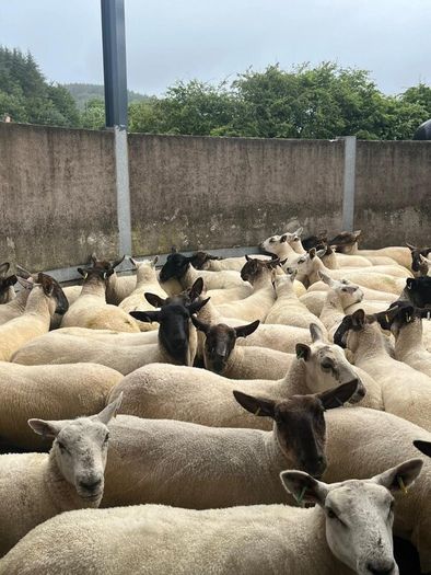 Hoggets