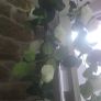 Selection 5 - 2 x White Rose Garlands Garland  Fake Artificial Flowers   with 17 flowers on each , approx 2.5m long each Wedding Arch Image 4