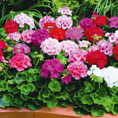 (G) Geranium Colorama Mix seeds 0.1g (430147) Plant Today