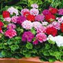 (G) Geranium Colorama Mix seeds 0.1g (430147) Plant Today Image 3