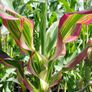 (C) Ornamental Corn Japoinica seeds (20) (415267) Image 2