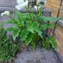 Lily calla white Image 2