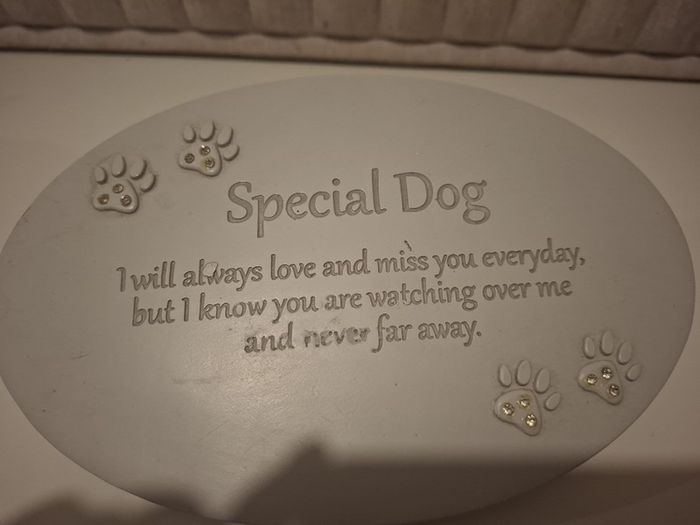 Special dog
