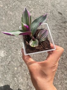 plant
