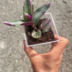 plant