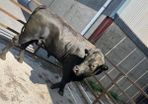 Pedigree Angus bull