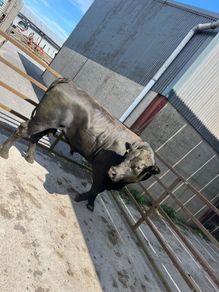 Pedigree Angus bull