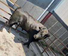 Pedigree Angus bull