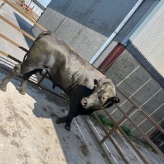 Pedigree Angus bull