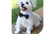Dog Bow Tie