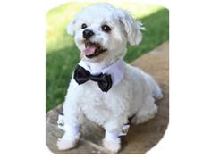 Dog Bow Tie