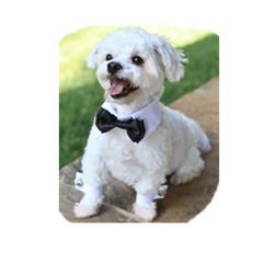 Dog Bow Tie
