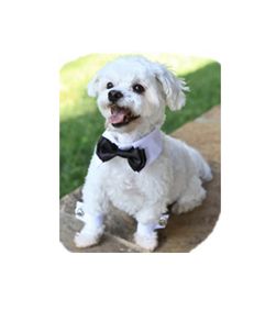 Dog Bow Tie