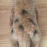 Meerkat Teddy By Posh Paws Image 3