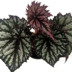 Begonia