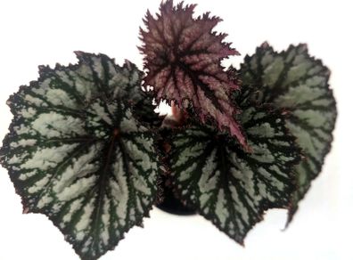 Begonia