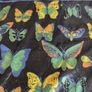Butterfly Scarf Image 3