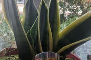 Snake plant