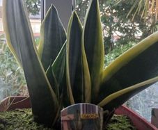 Snake plant