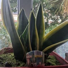 Snake plant