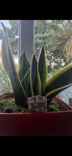Snake plant