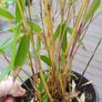 Plants-Clumping bamboo non invasive 1L Image 4