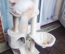 Cat scratching tree