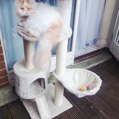 Cat scratching tree