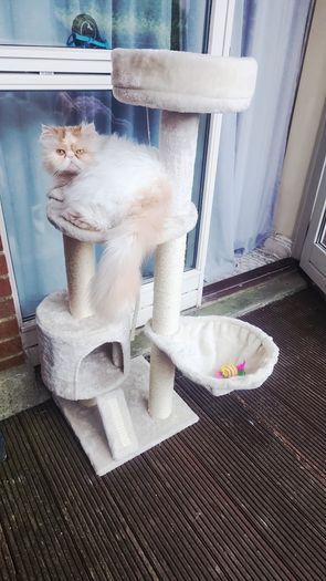 Cat scratching tree